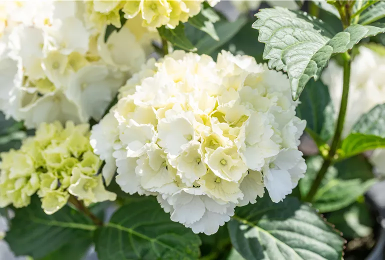 Hydrangea macrophylla 'Schneeball'®