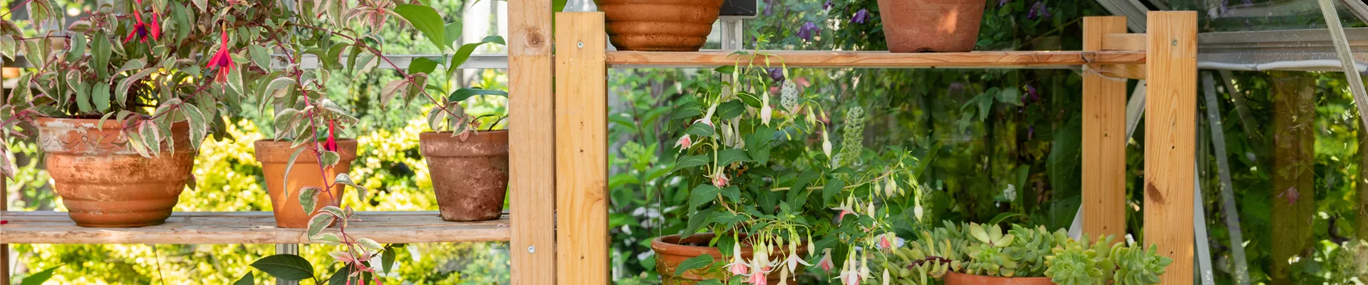 Pflanzregal im Gewächshaus