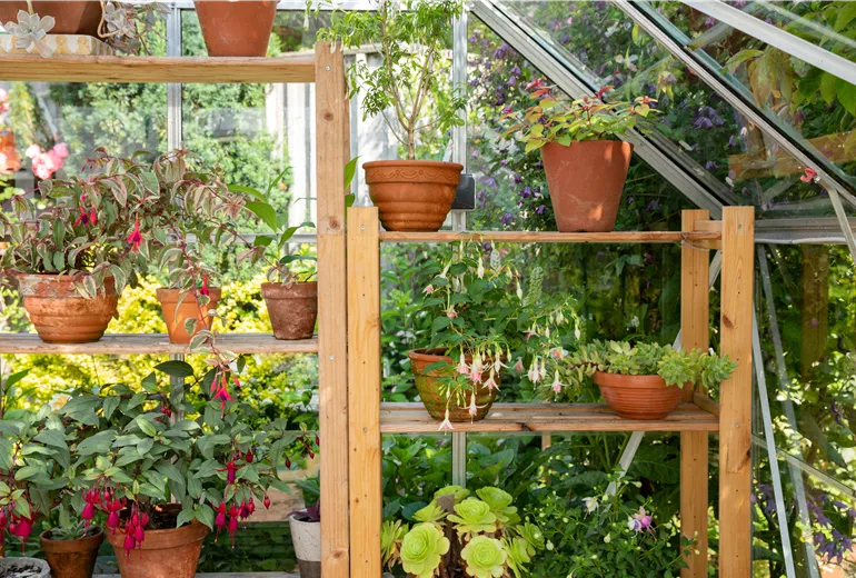 Pflanzregal im Gewächshaus