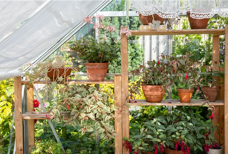 Pflanzregal im Gewächshaus