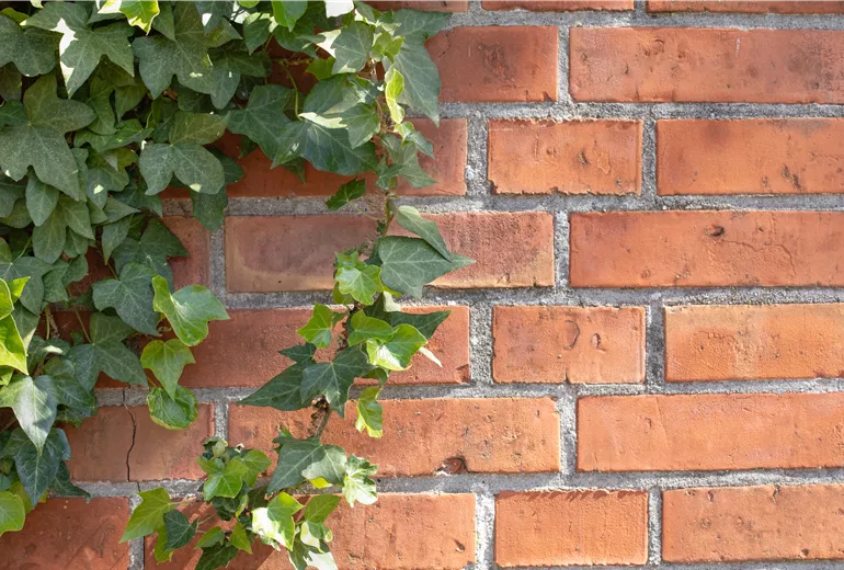 Efeu an der Wand