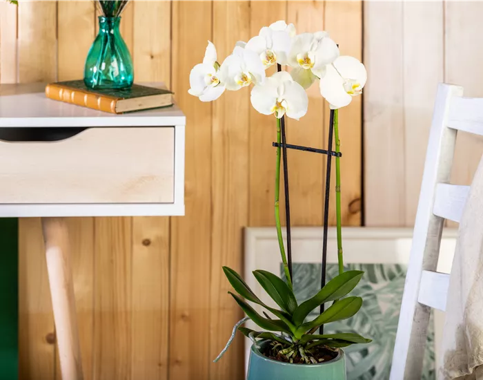 Tipps für eine traumhafte Raumgestaltung mit Orchideen