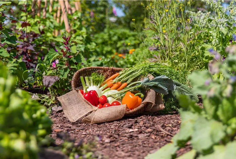 Gemüse im Korb
