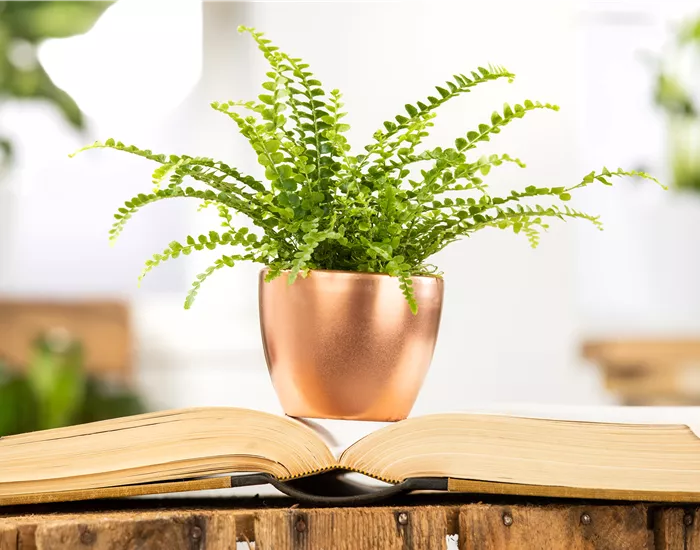 Schädlinge an Zimmerpflanzen erkennen und vorbeugen