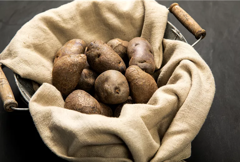 Solanum tuberosum 'Salad Blue'