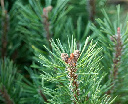 Die passenden Nadelgehölze für jeden Standort im Garten