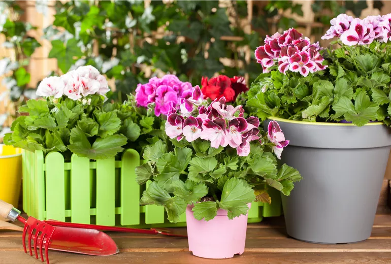 Pelargonium grandiflorum