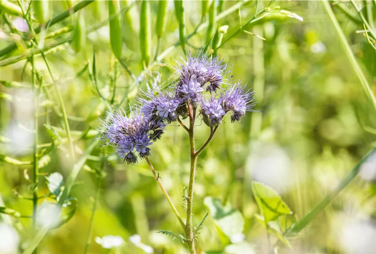 Phacelia tanacetifolia