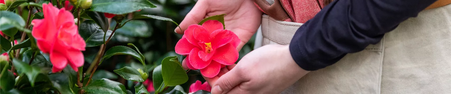 Einkauf im Pflanzengroßmarkt - Kamelie