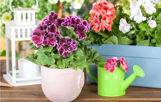 Geranien pflanzen und Balkon und Garten bunt gestalten