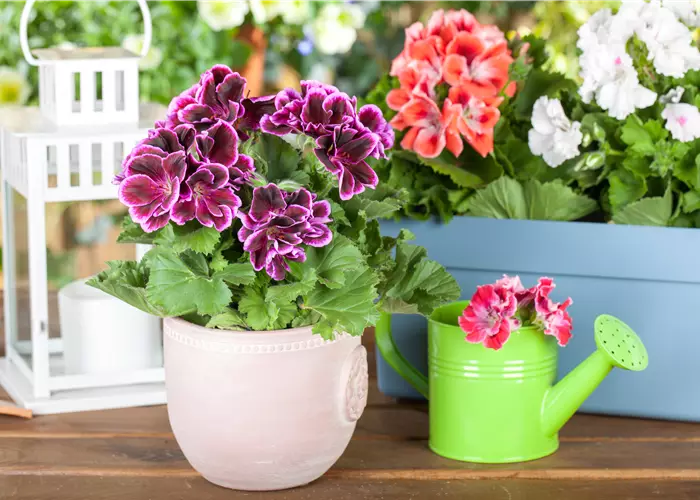 Geranien pflanzen und Balkon und Garten bunt gestalten