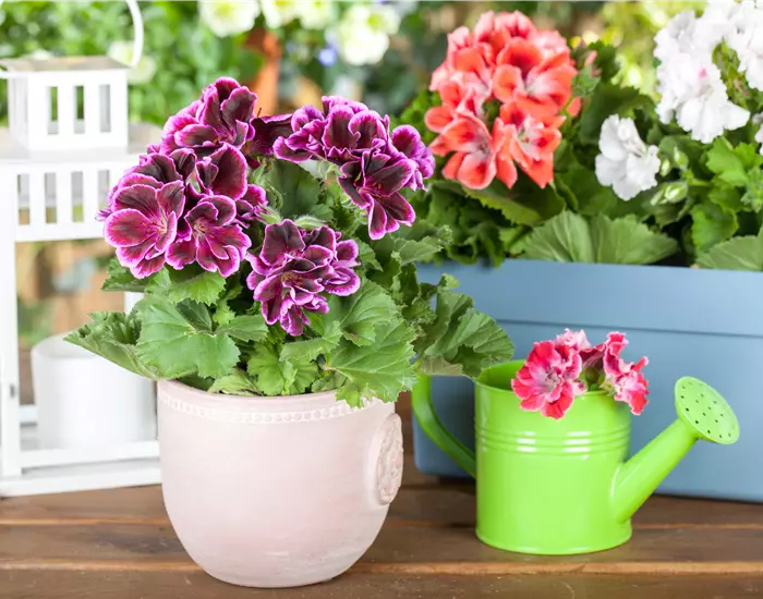 Geranien pflanzen und Balkon und Garten bunt gestalten