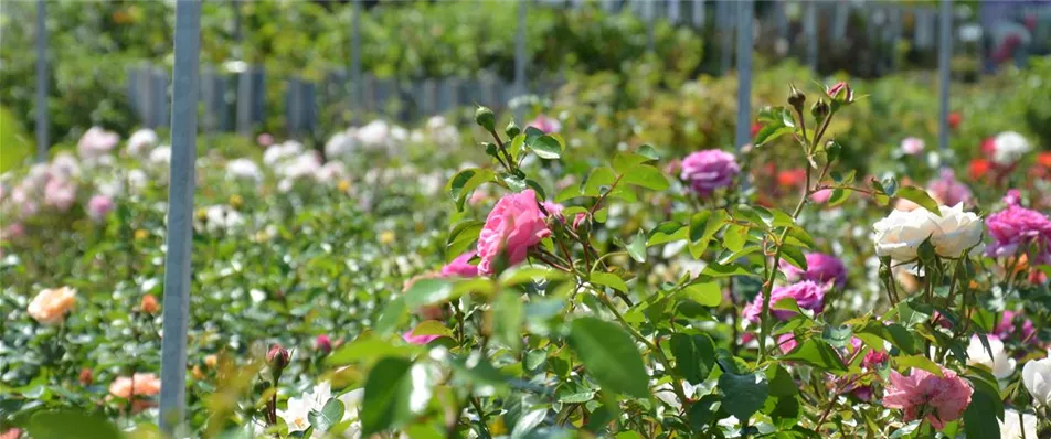 Verschiedene Rosen kaufen bei Garten-Land Wohlhüter