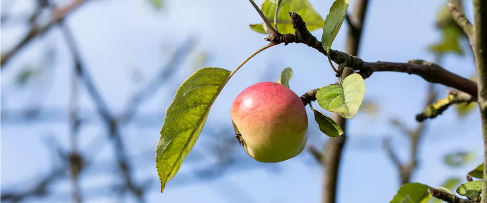 Malus domestica 'Goldrenette von Blenheim'