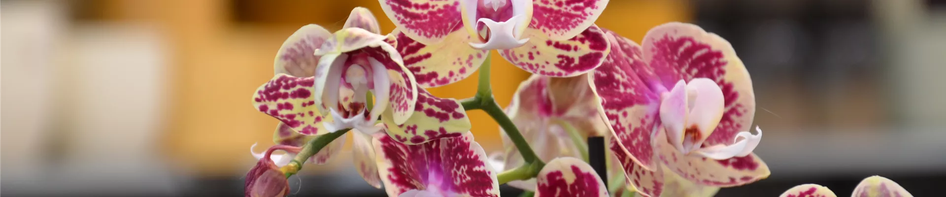 Orchidee im Gartencenter