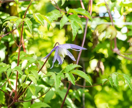 Clematis alpina