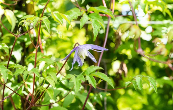 Clematis alpina