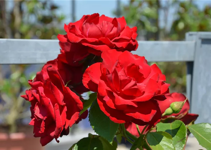 Rosentage im Garten-Land Wohlhüter