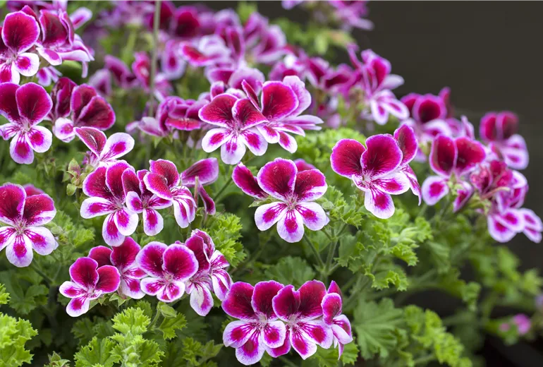 Pelargonium crispum 'PAC® Angels Perfume'