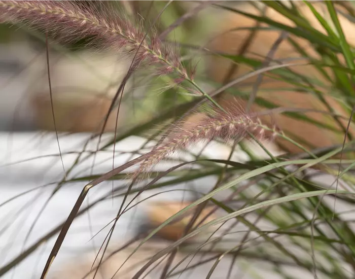 Gräser zurückschneiden für einen malerischen Wuchs