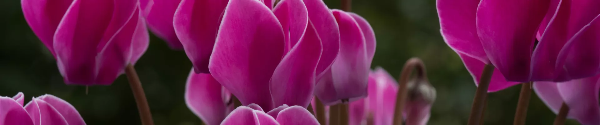 alexander-burr-FUdnRnl98jI-unsplash