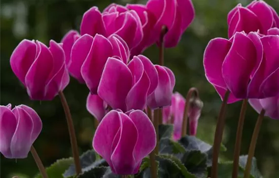 Alpenveilchen pflanzen und bunte Blüten bewundern