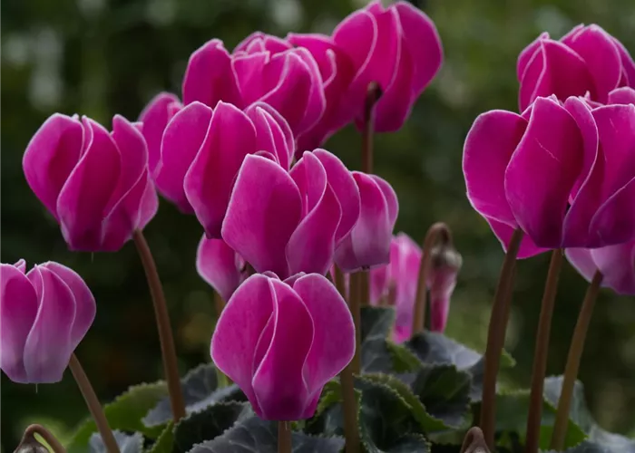 Alpenveilchen pflanzen und bunte Blüten bewundern