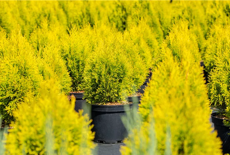Thuja occidentalis 'Golden Smaragd'®