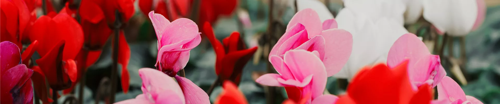 connor-gan-KfKp2I3a_DA-unsplash