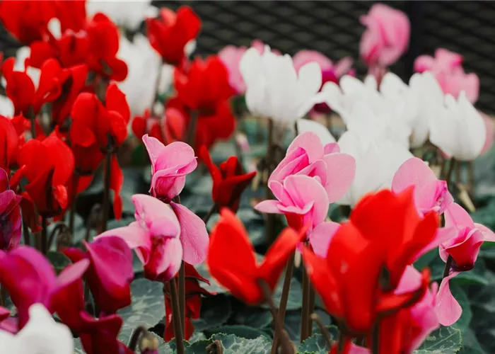 Alpenveilchen als Highlight in Haus und Garten