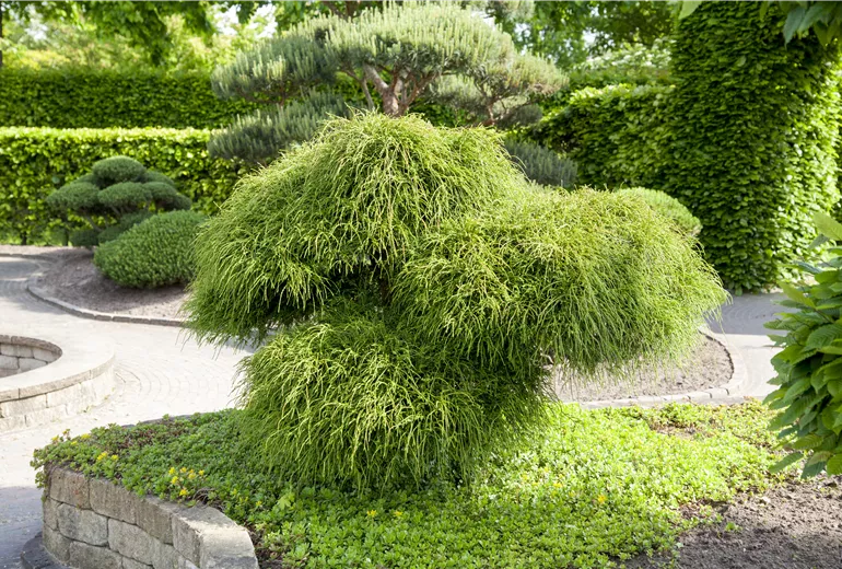Thuja plicata 'Whipcord'