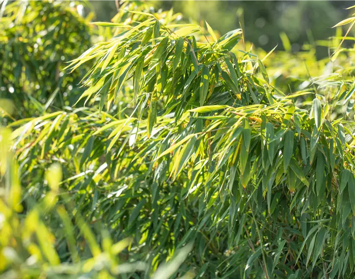 Gartengestaltung mit Bambus für fernöstliches Feeling