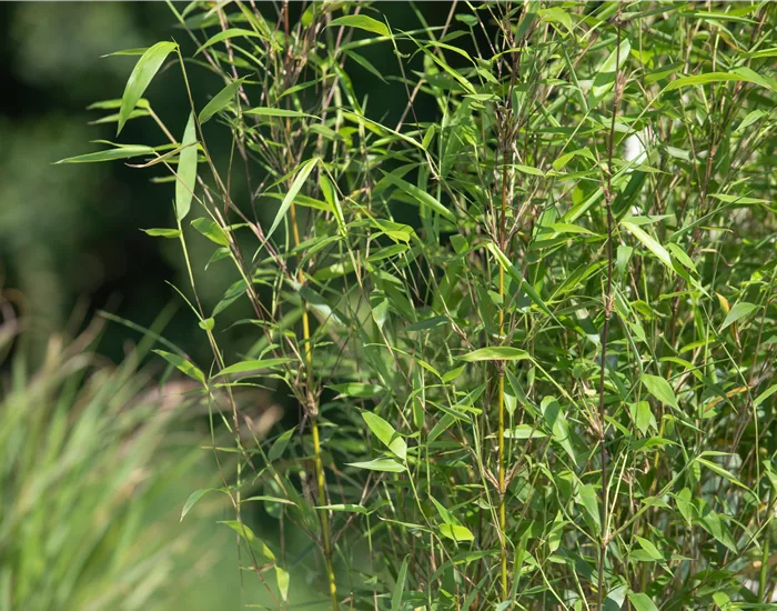 Besonderheiten beim Bambus kennen und lieben lernen