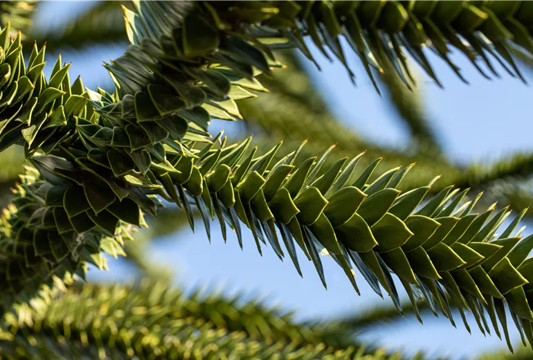 Araucaria araucana