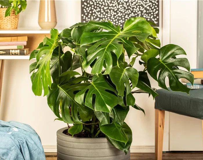 Die 5 besten Pflanzen fürs Homeoffice