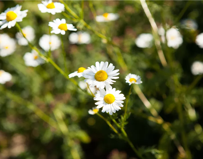 8 Pflanzen für die Gesundheit, die jeder kennen sollte