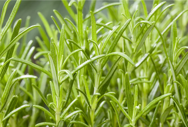 Rosmarinus officinalis