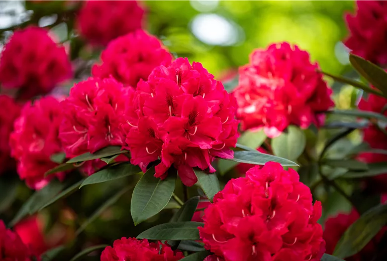 Rhododendron insigne 'Marianne von Weizsäcker'