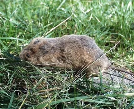 Das jeweils richtige Mittel zur Schädlingsbekämpfung finden