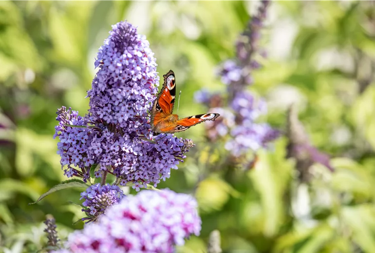 Tagpfauenauge am Sommerflieder