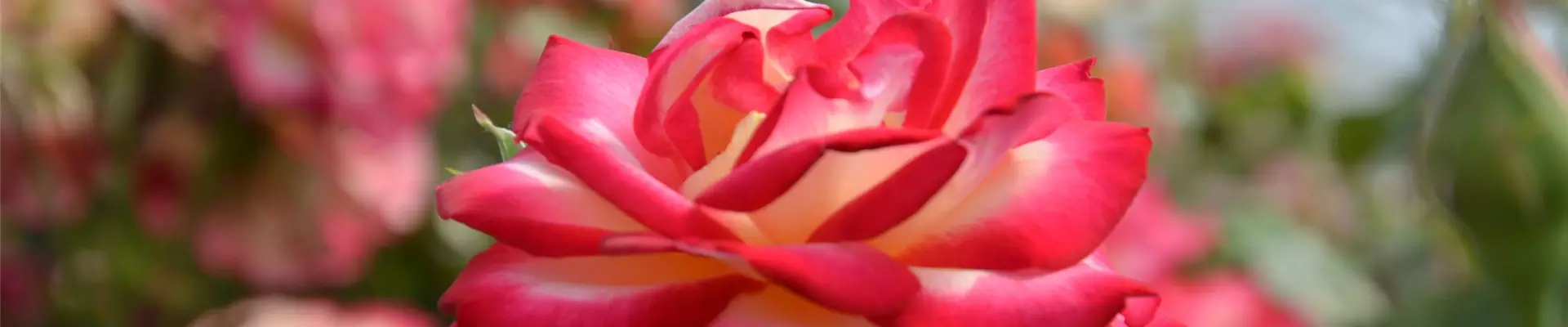 Schöne Rosen kaufen bei Garten-Land Wohlhüter