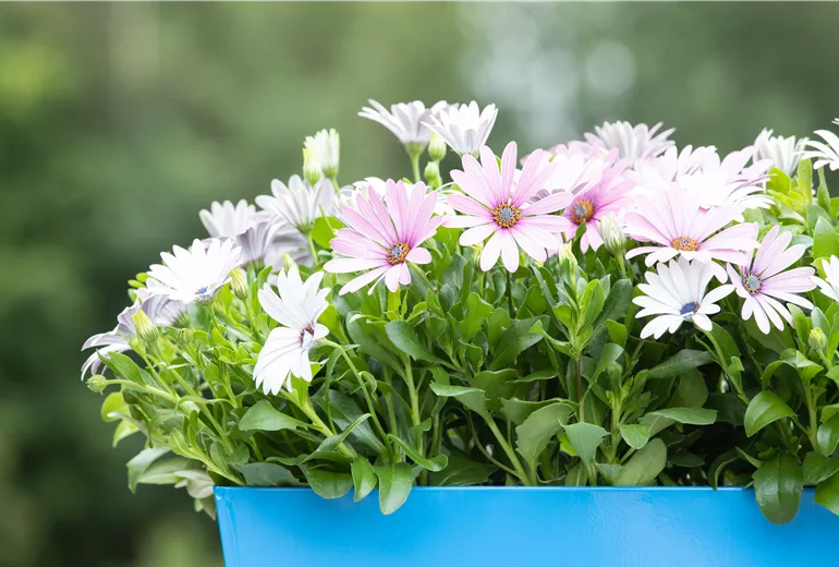 Osteospermum ecklonis, weiß