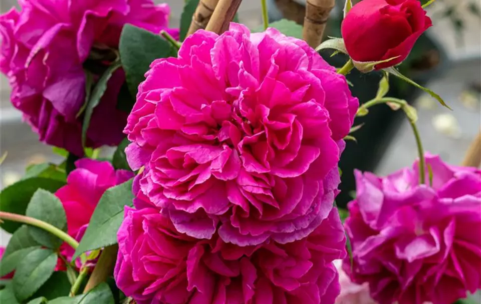 DSC06832.jpg