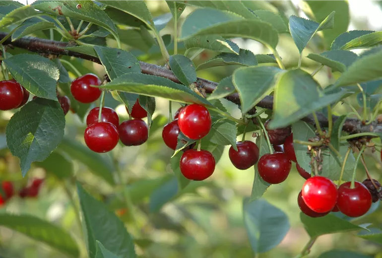 Prunus cerasus 'Vowi'(s)
