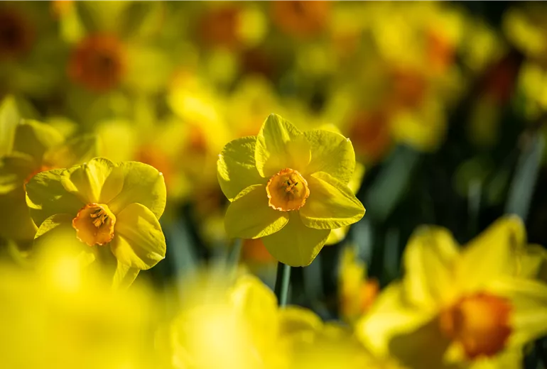 Narcissus, großkronig